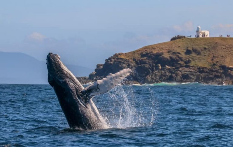 Port Jet Cruise Adventures 1 768x486