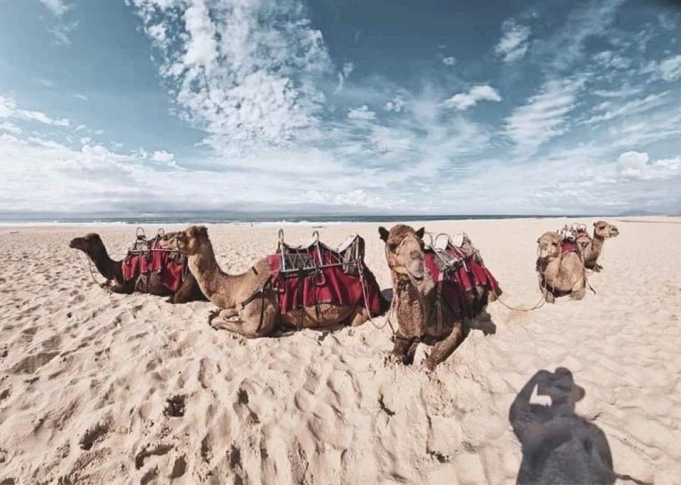 Port Macquarie Camels 1 768x547
