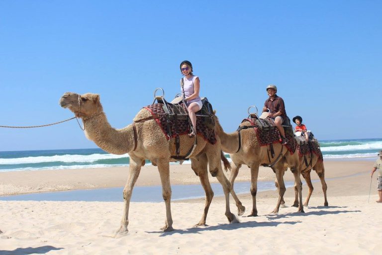 Port Macquarie Camels 3 768x512