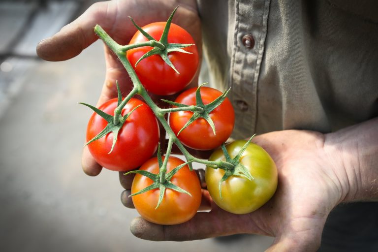 Ricardoes Tomatoes 2 768x512
